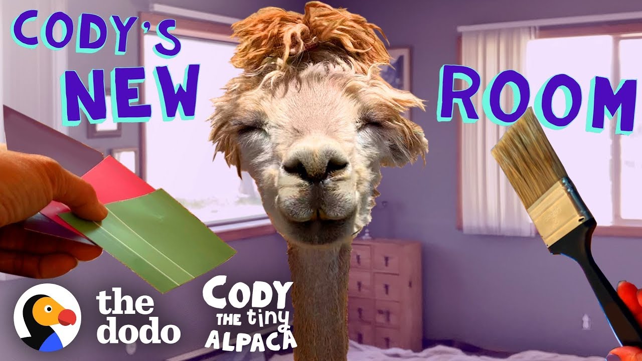 ⁣Tiny Alpaca Gets Her Own Bedroom | Cody The Tiny Alpaca (Episode 5)