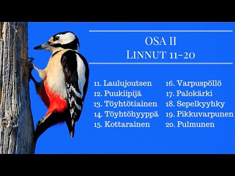 Video: Kymmenen Parasta 'puhuvaa' Lintua