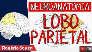 LOBO PARIETAL (Aula Nova) - Neuroanatomia Funcional com Rogério Souza