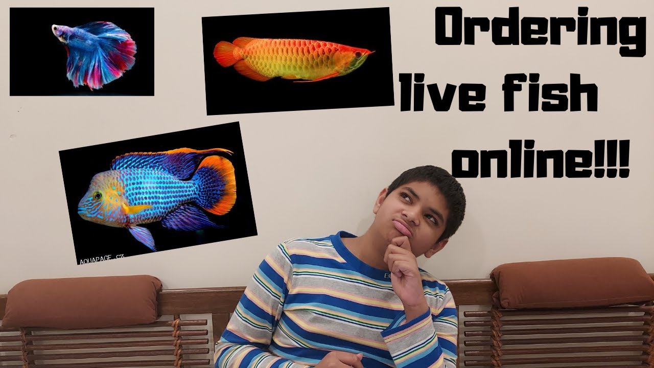 live fish order online