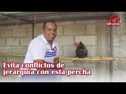 Video: ¿Las gallinas duermen encaramadas?