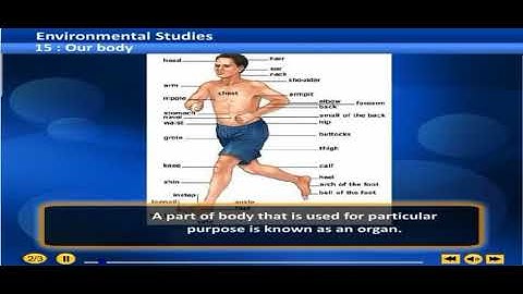 15 our body | 3rd environmental studies