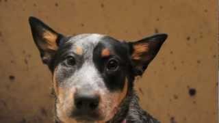 Beautiful Australian Cattle Dog Puppy Stella wins hearts of Talent Hounds Crew during Audition