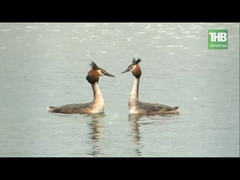 🦆 На озеро Средний Кабан прилетели чомги * Казань @tnvtv