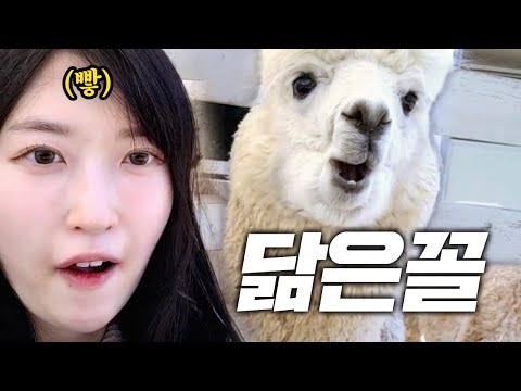 가평가서 나 닮은 알파카 찾음