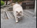 Ragdoll Cat Fetch