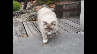 Cat Fetch Like A Dog    (Toby the Ragdoll Cat)