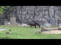 Brookfield Zoo Tapirs