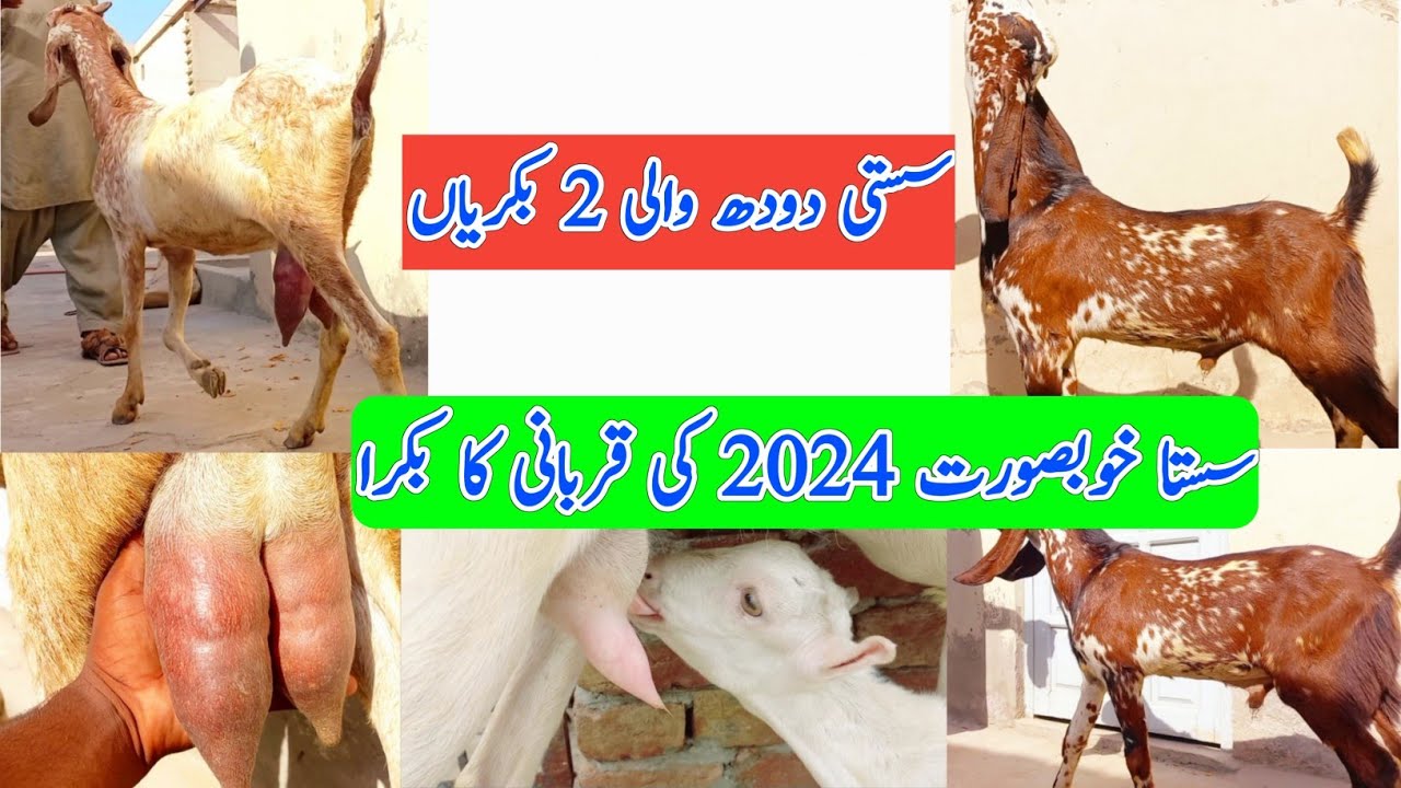 سستا مکھی چینا بکرا، سستی دودھ والی بکریاں، 2024 کی قربانی والا سستا ...