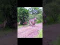 #zebra vs #hyena