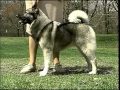 Norwegian Elkhounds の動画、YouTube動画。