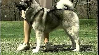 Norwegian Elkhound  AKC Dog Breed Series