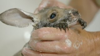 Baby kangaroo gets a bath and a blow dry - Natural World 2016: Episode 4 Preview - BBC Two