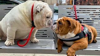 Cutest video compilation about English Bulldogs | 2023 | Animal Lovers