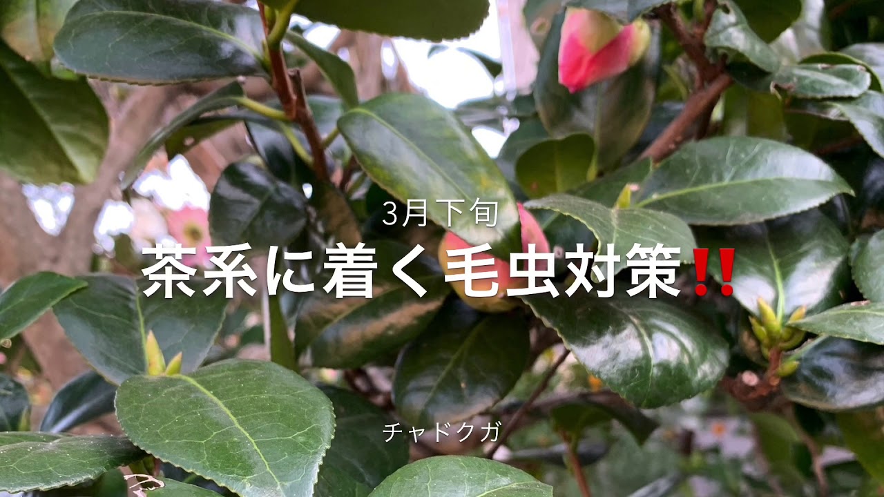 庭木の手入れ 春が適期 道路に飛び出たキンモクセイを強剪定する ポイントを写真で授業のように解説 稲屋の田舎チャンネル Youtube 庭木の手入れ 春が適期 道路に飛び出たキンモクセイを強剪定する ポイントを写真で授業のように解説 稲屋の田舎チャンネル Youtube