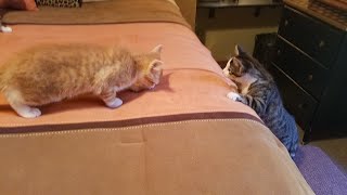 Cute Kitten Theo Doesn't Recognize His Brother & Sister 11.5.2016 by PrettySlick2 3,835 views 2 years ago 26 seconds