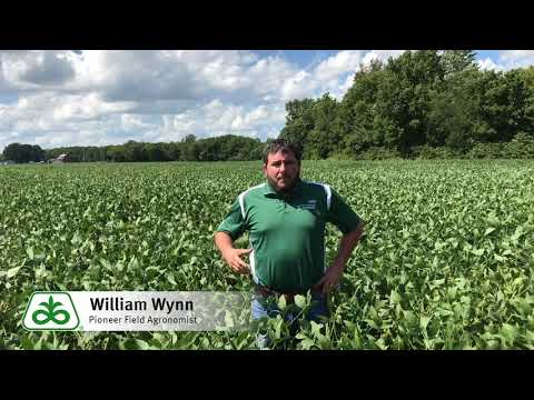Controlling Waterhemp in
