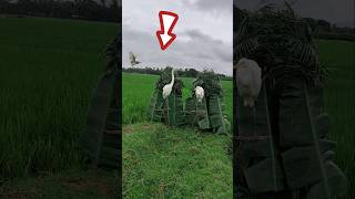 #vairalreels #vairal #vairalshort#new #birdhunting #comedy#entertainment #vairalvideo
