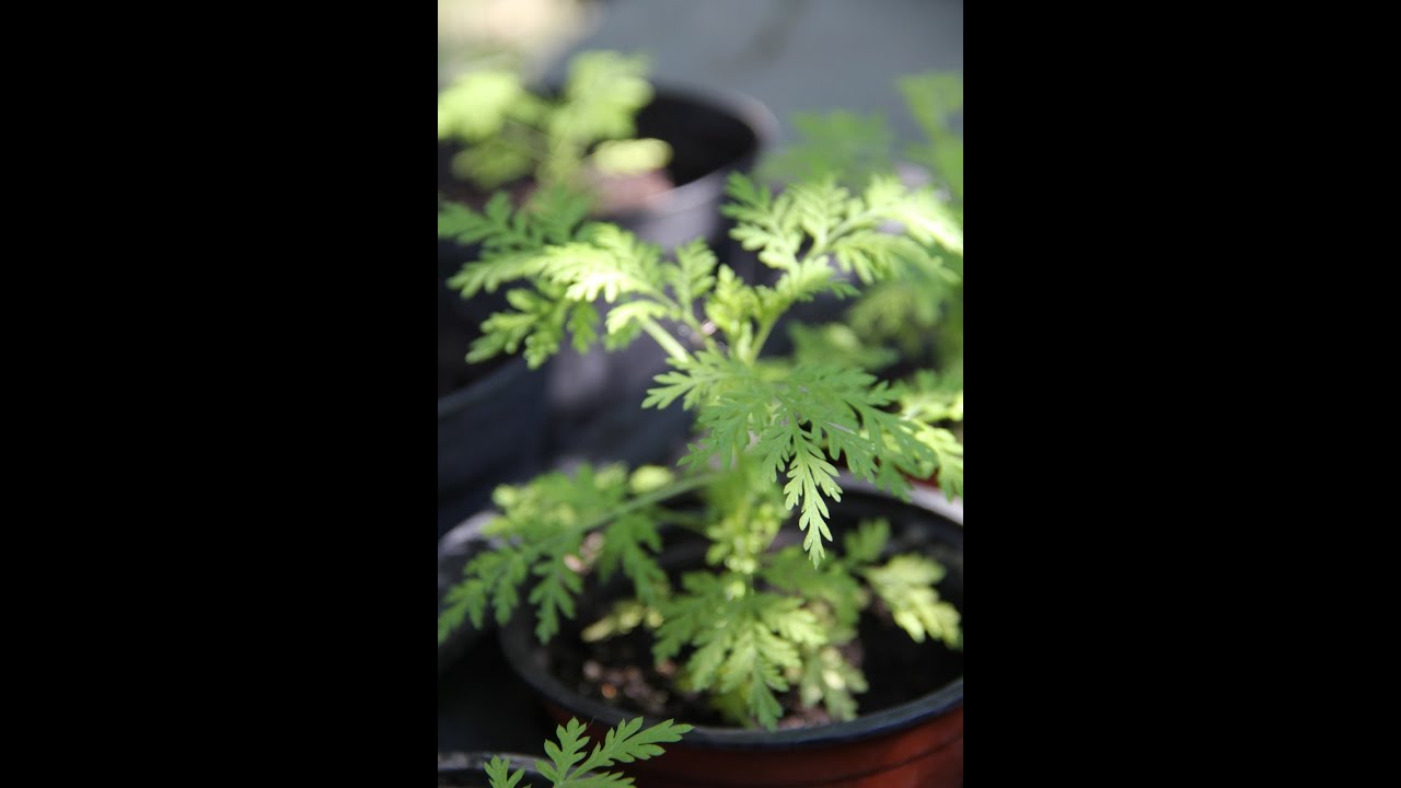 Artemisia annua - Méthodes de culture d'une plante d'avenir