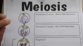 Big Meiosis Foldable by Tangstar Science