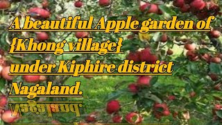 A beautiful Apple garden of {Khong village} under Kiphire district Nagaland.