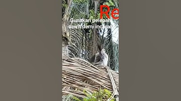 gunakan pelepah sawit demi incaran #shorts