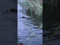 Рыболовный паук. Накрыли карпа 5.8 кг