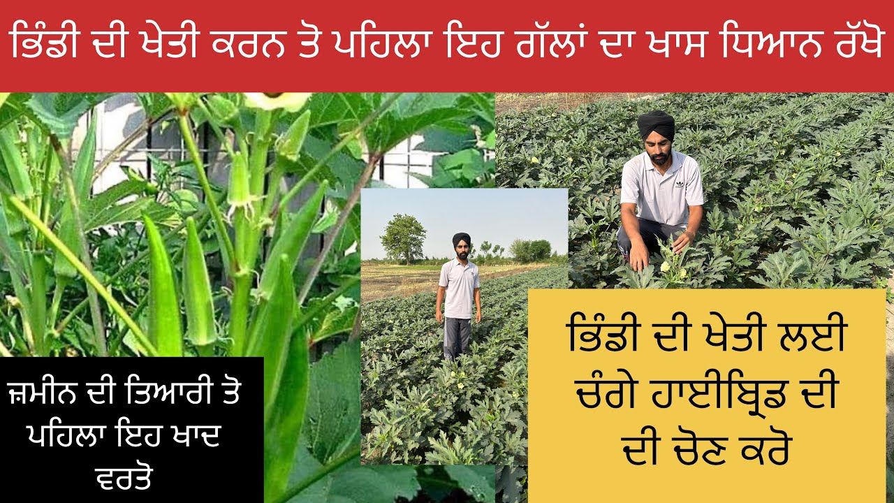 ਭਿੰਡੀ ਦੀ ਟੋਪ ਦੀ ਕਿਸਮ ਤੇ ਫਰਟੀਲਾਈਜ਼ਰ ਦੀ A to Z ਜਾਣਕਾਰੀ !okra farming