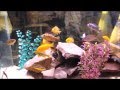 Dwsdarius fish tanks