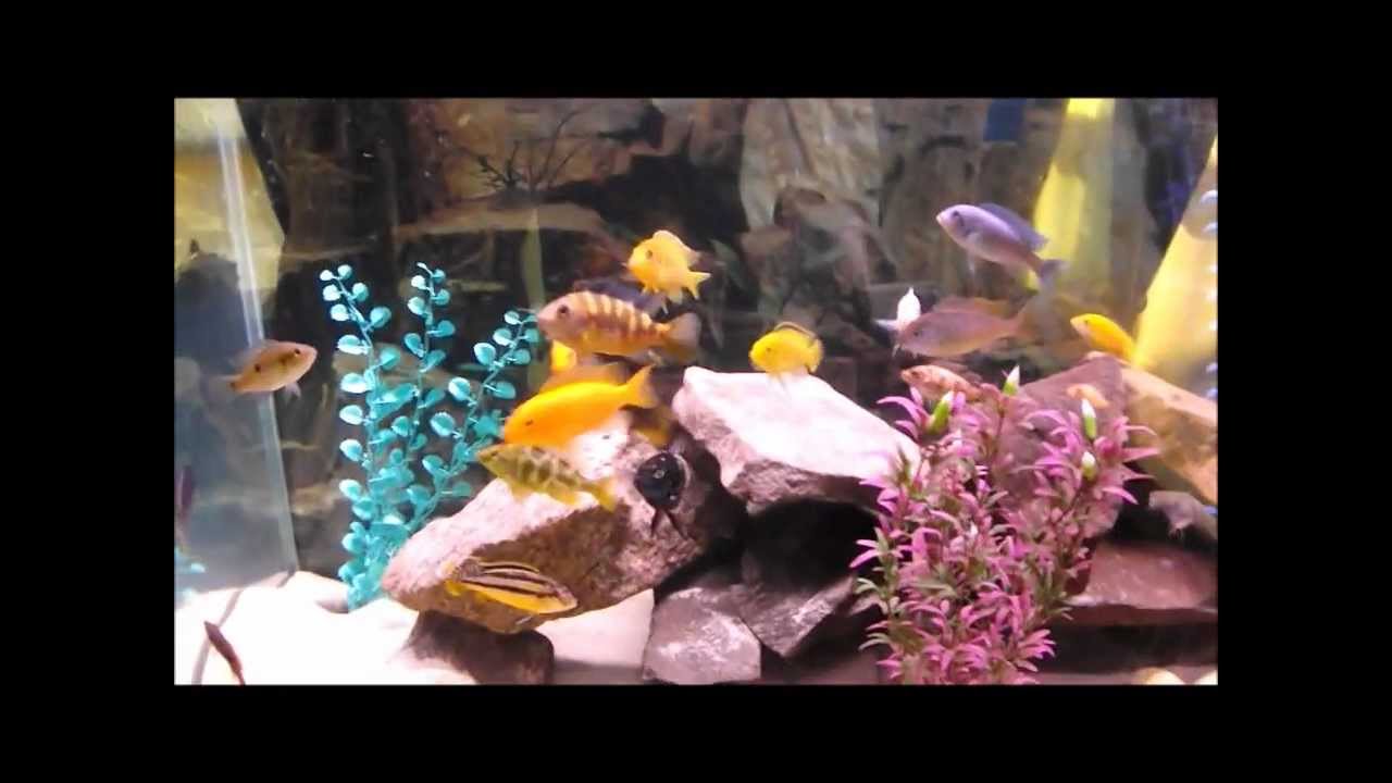 fish tank setup near me DWSDARIUS Fish Tanks