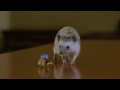 Miniature de la vidéo de la chanson Crushhh