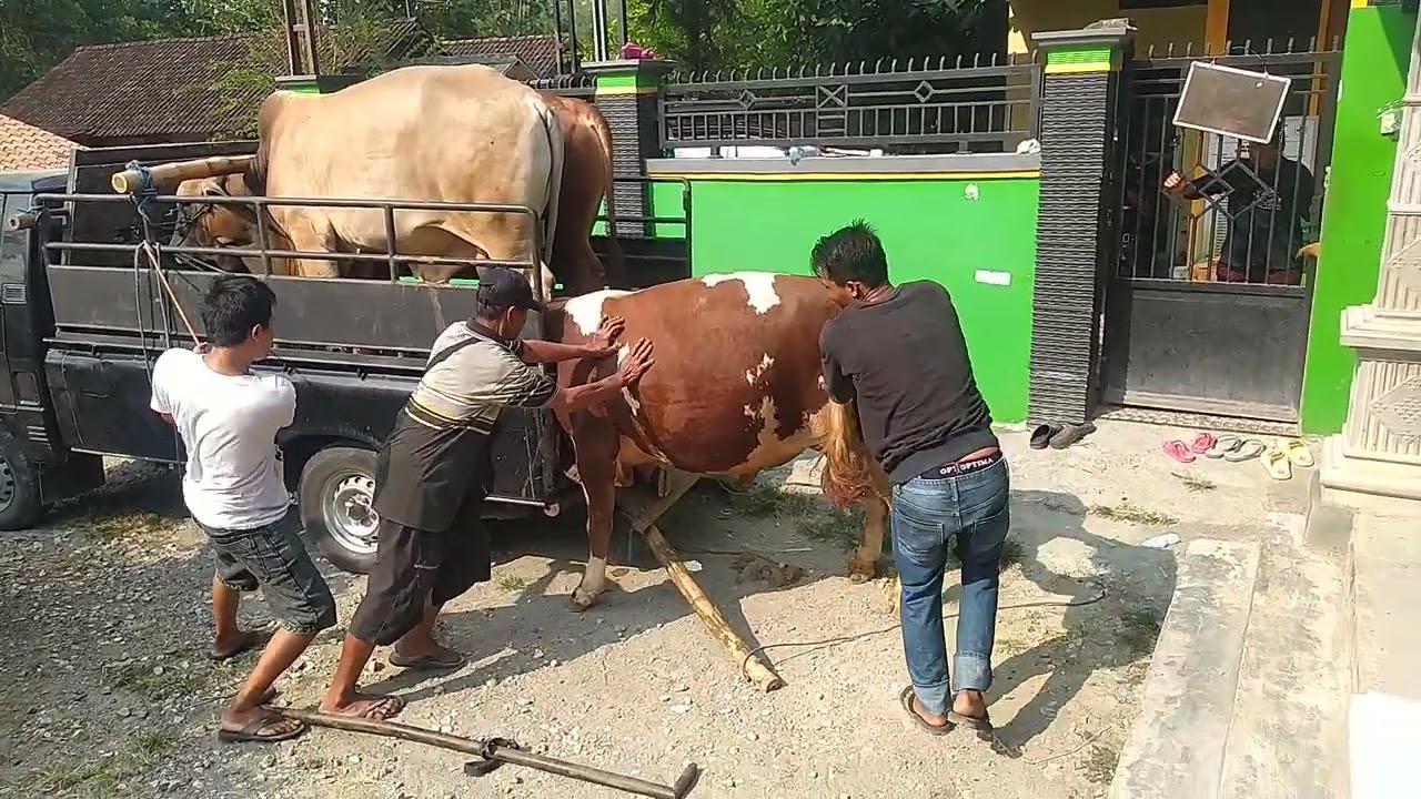 lolos dari LSD dan Pmk