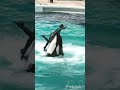 ララちゃんと（F）トレーナーさん、ハグ回転の後・・・・ ＃鴨川シーワールド、♯シャチ、#orca, #killer whale, #shorts