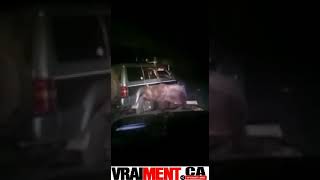 Avez-vous déjà vu un ours en colère contre un pneu de voiture?