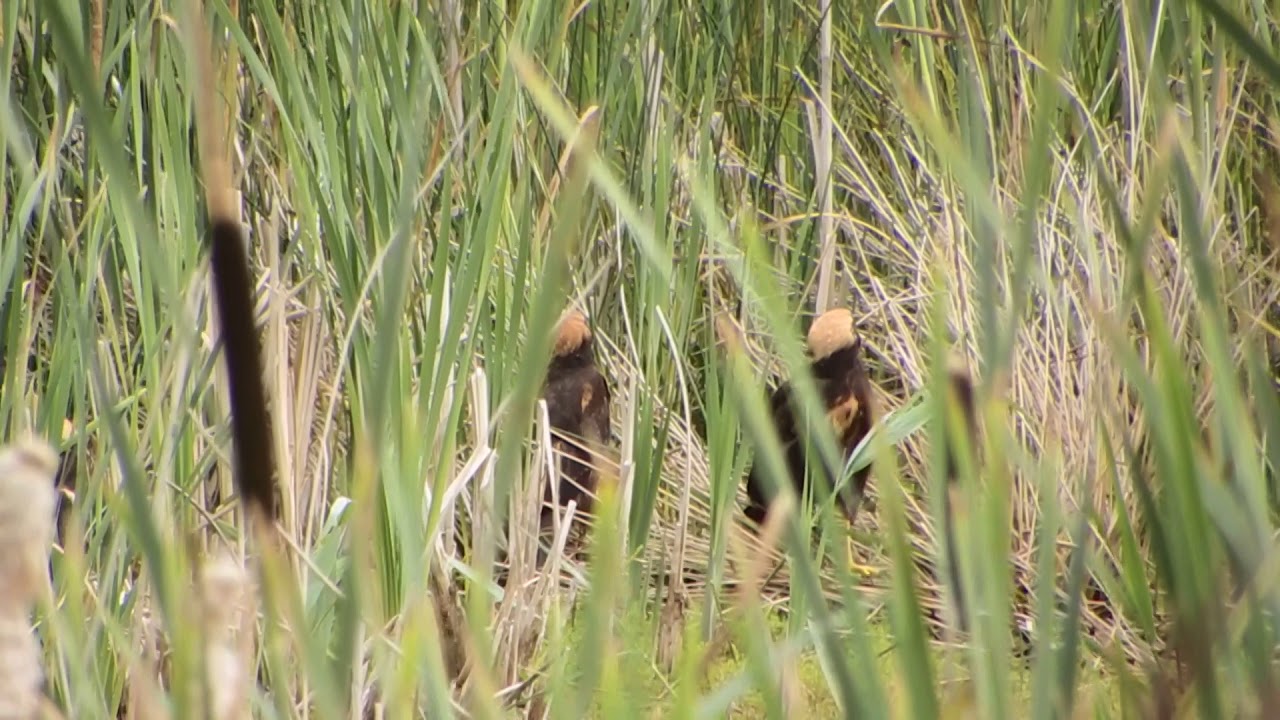 marsh harrier 