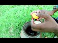 See How To Catch Koi Fish With Eggs l Fishing Media