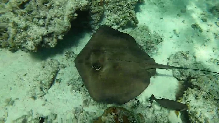 Stingray photo bombs Grey Angel Cleaning