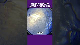 마트 생연어 2000배 확대 #현미경 #연어 #해산물