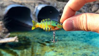 A Rare TROPHY Fish was Living in This TINY CREEK!!! (New Species!)