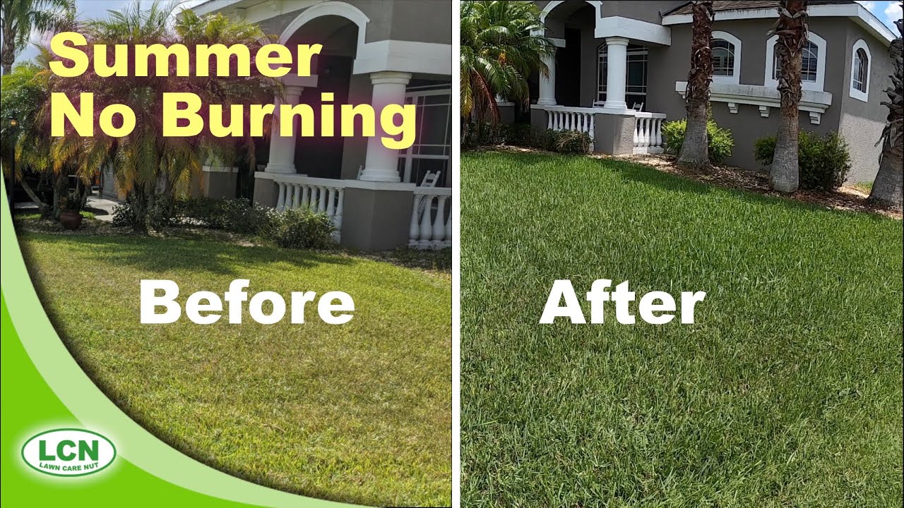 How To Get A Green Lawn In Summer Without Burning It