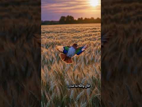 قصة ابي العاصي أبي ربيع الجزء الخامس دويتو 