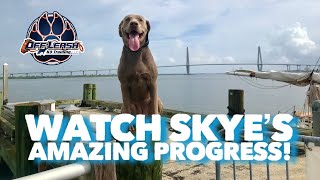 Fantastic Obedience Training! Skye, an 8 month old Silver Lab. Before and After Training. by Off Leash K9 Training of the LowCountry 172 views 3 years ago 9 minutes, 40 seconds