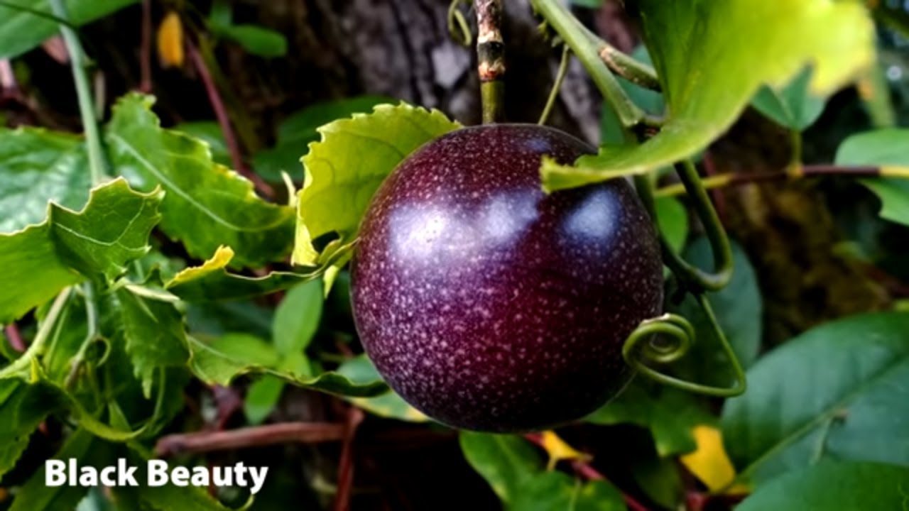 How To Grow Passionfruit | Mitre 10 Easy As Garden