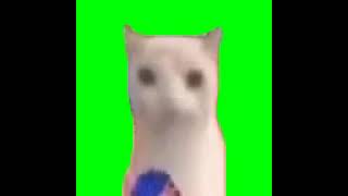 Cat eating chips on a green screen