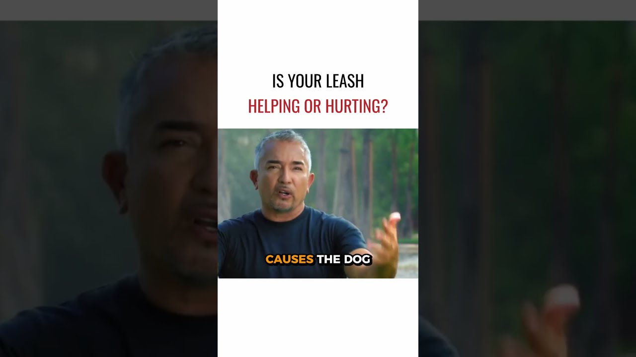 Is Your Leash Helping Or Hurting 