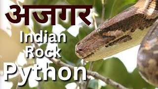 The Indian Rock Python (Python molurus)
