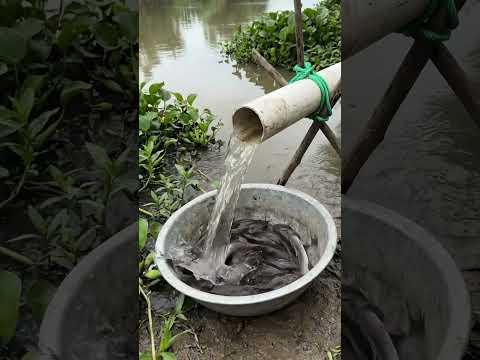 Village people fishing in muddy water #ruralfishing #handfishing #shorts #00279