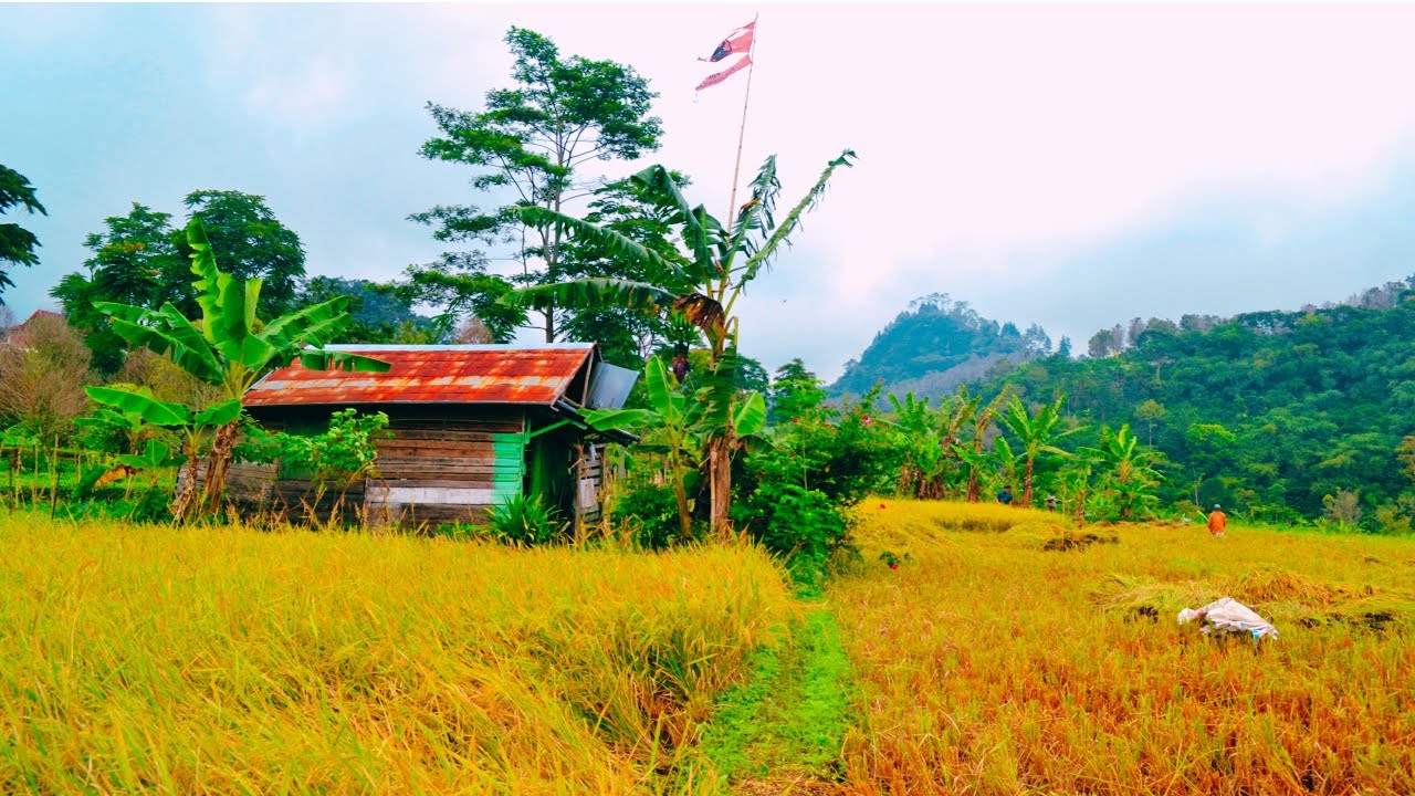 Suka cita para petani ketika panen padi telah tiba @jejakomsenja