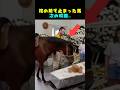棺の前で立ち止まった馬そして誰もが驚いた行動