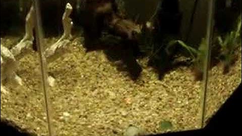 Catfish chases a laser